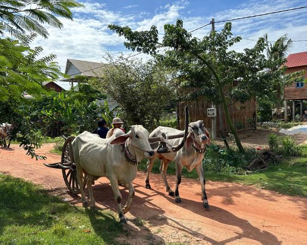 ox_cart_ride(1).jpg